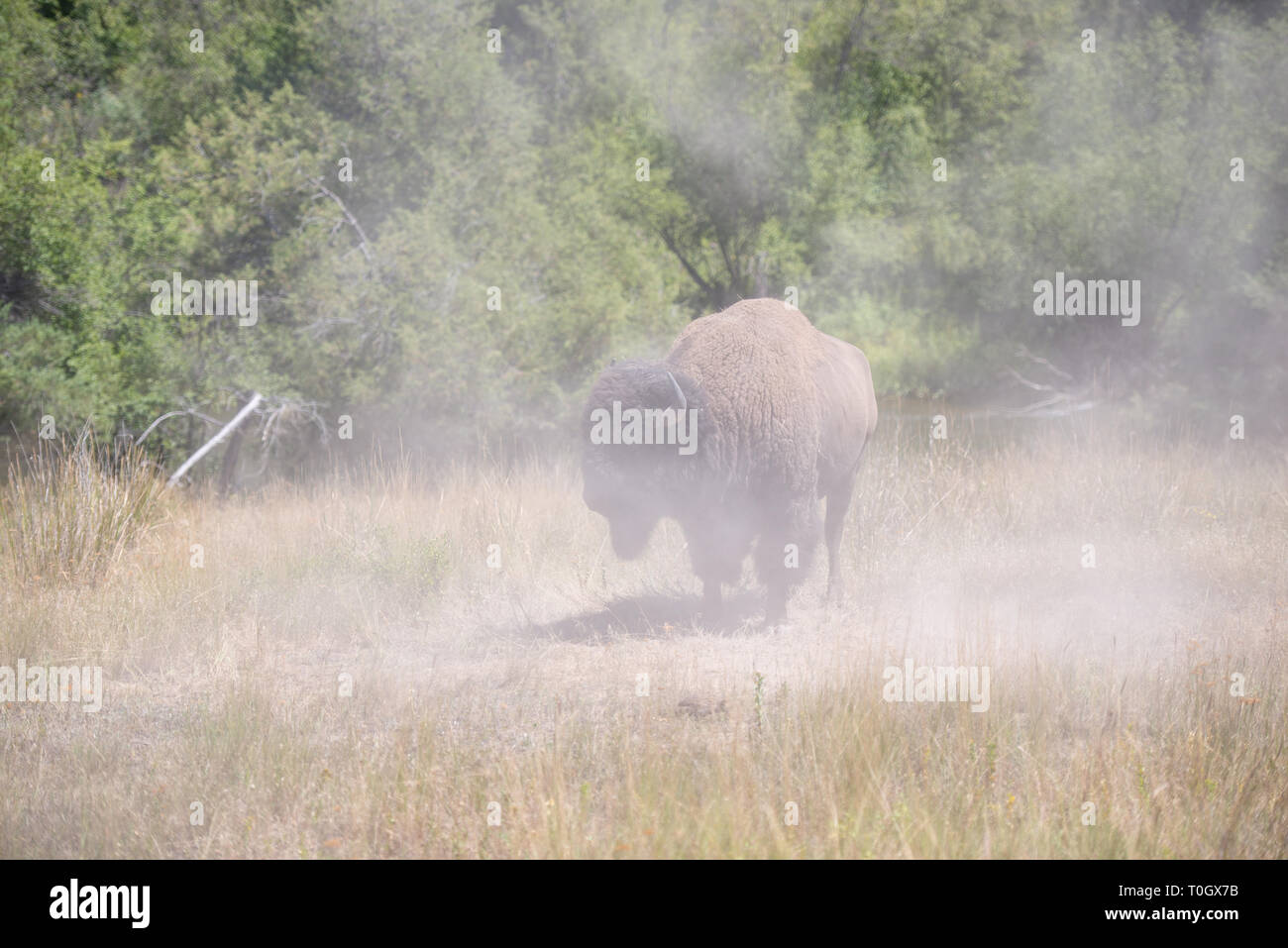 The National Bison Range in Charlo, Montana is one of the most