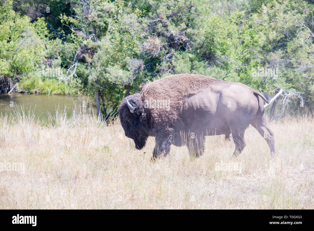 The National Bison Range in Charlo, Montana is one of the most