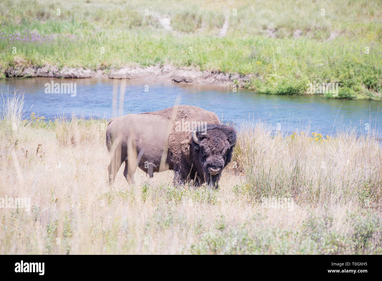 The National Bison Range in Charlo, Montana is one of the most