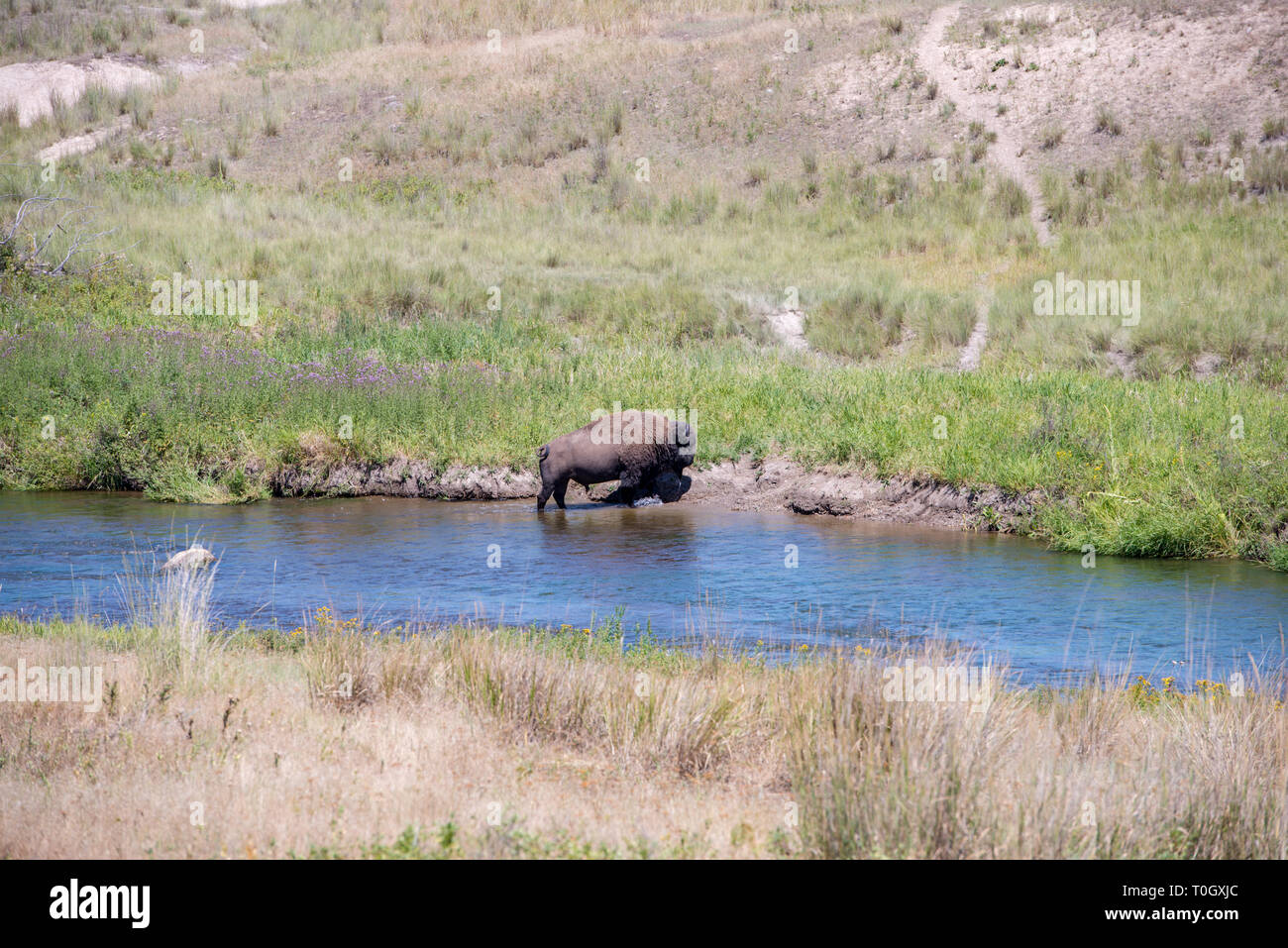 The National Bison Range in Charlo, Montana is one of the most