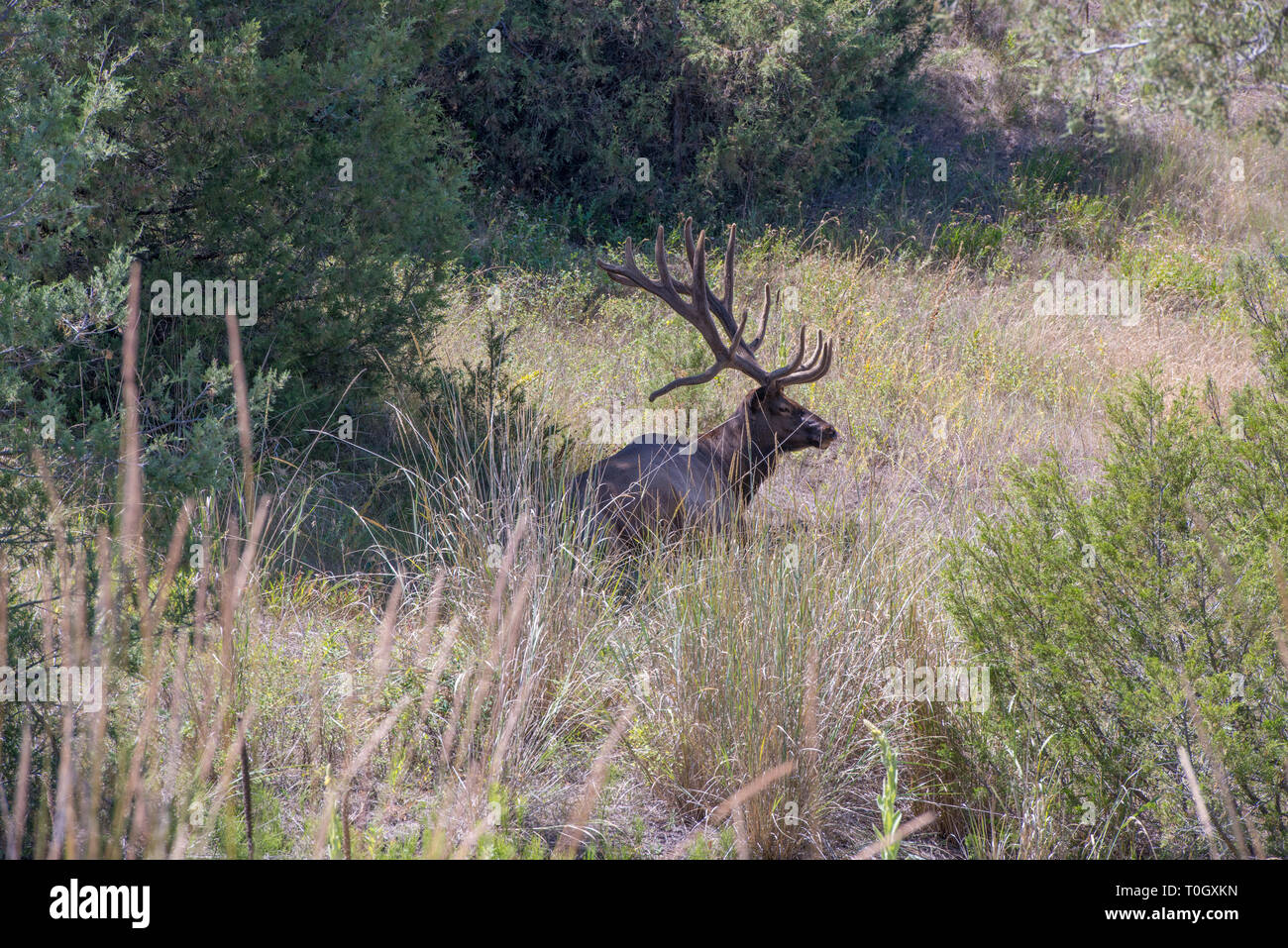 The National Bison Range in Charlo, Montana is one of the most