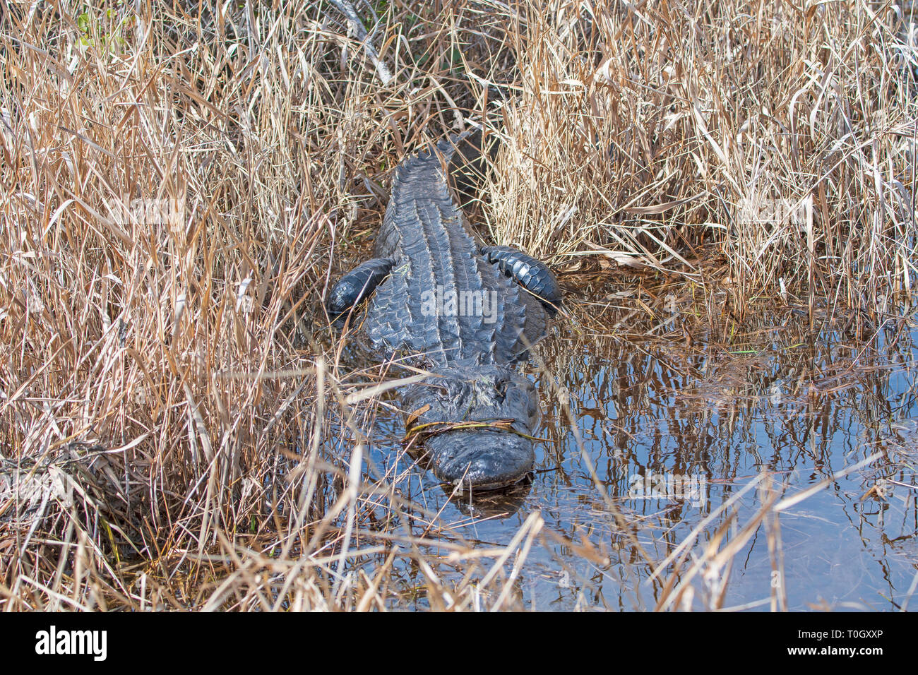 American Alligator Basking in the Marshland Grass in Okefenokee Swamp in Georgia Stock Photo