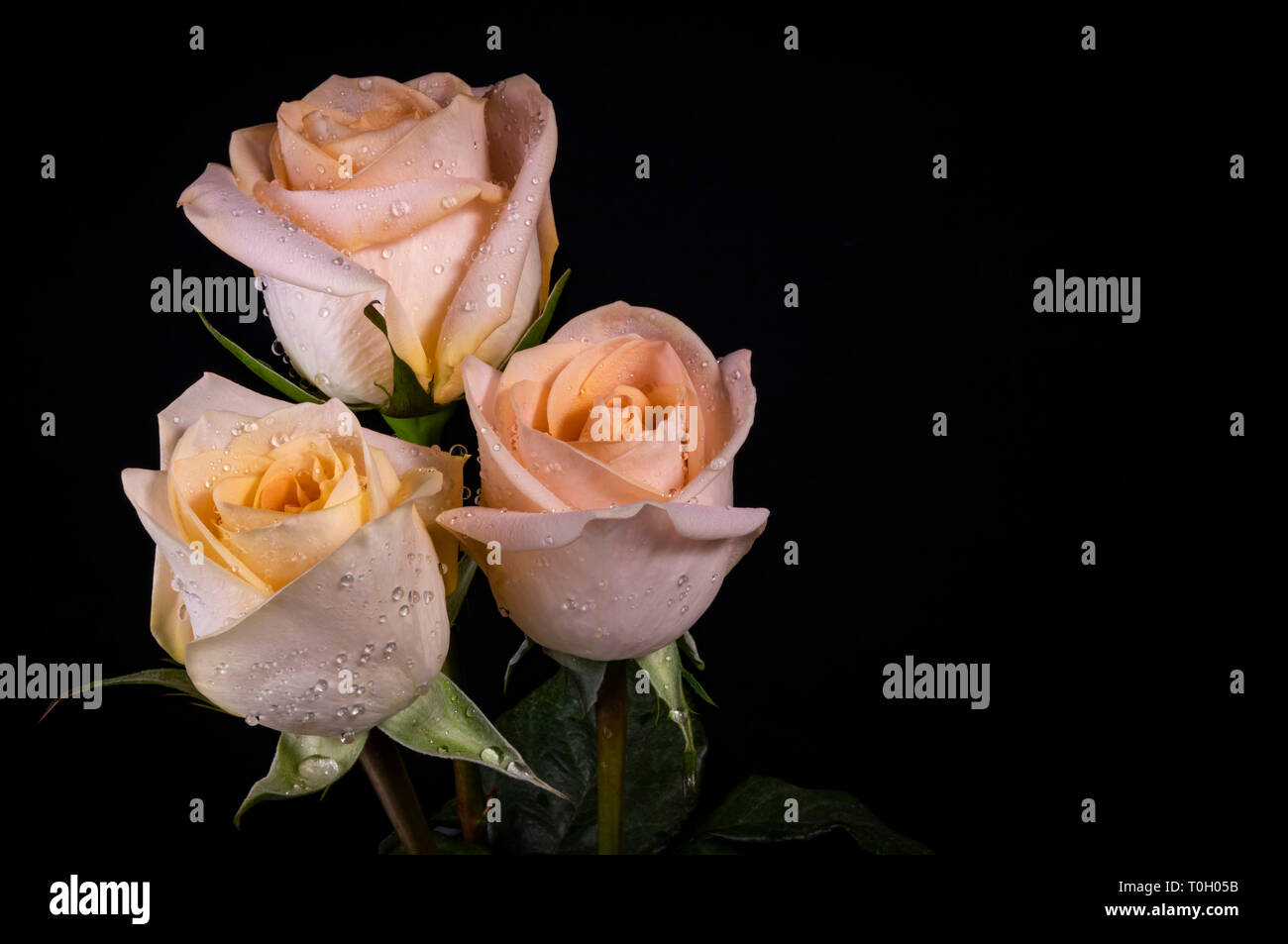 Three Peach Roses Three Peach Roses with Dew Stock Photo - Alamy