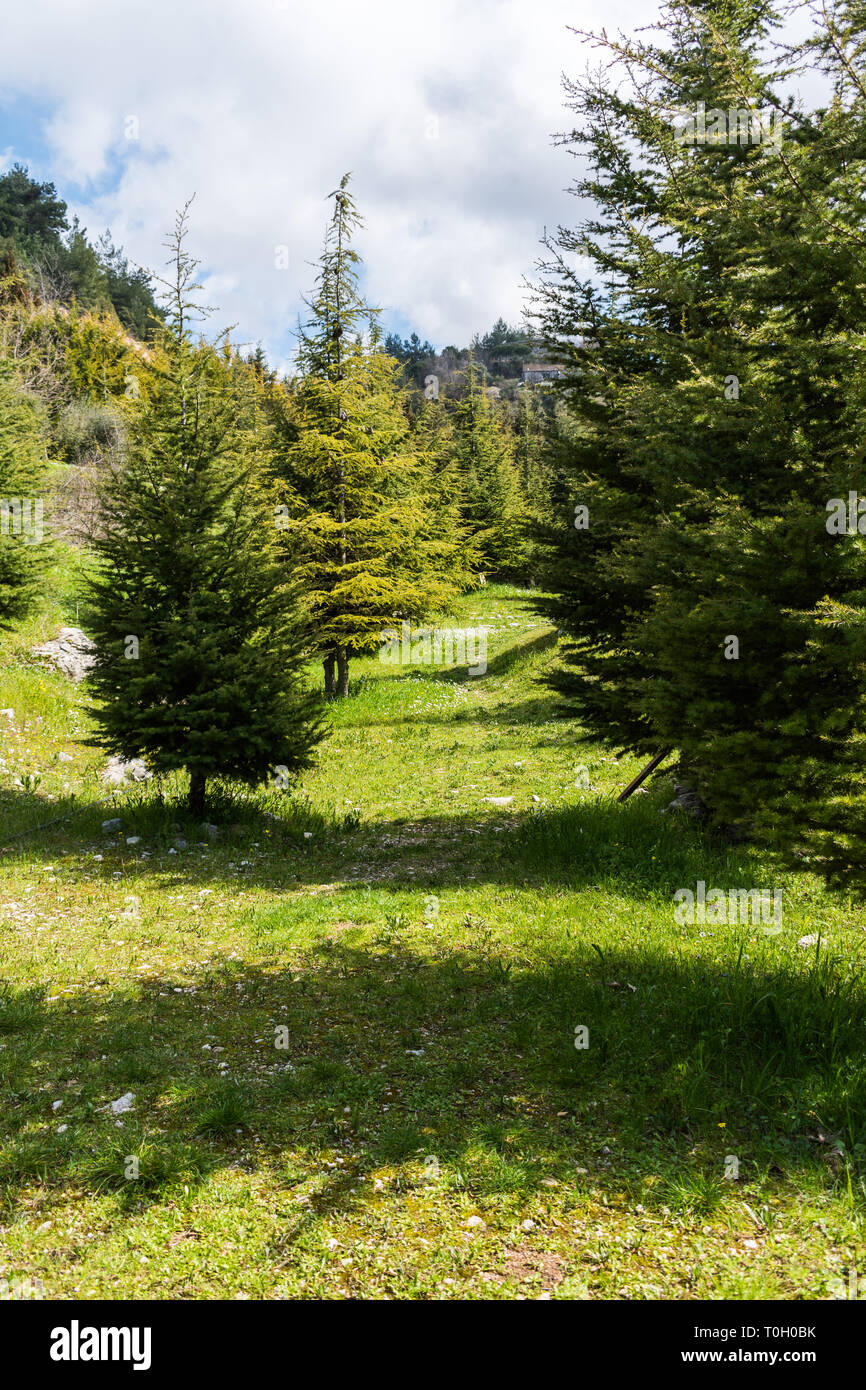 this is a capture for a landscape in Lebanon with a beautiful green trees and lovely blue sky with some cloud that make some nice texture Stock Photo
