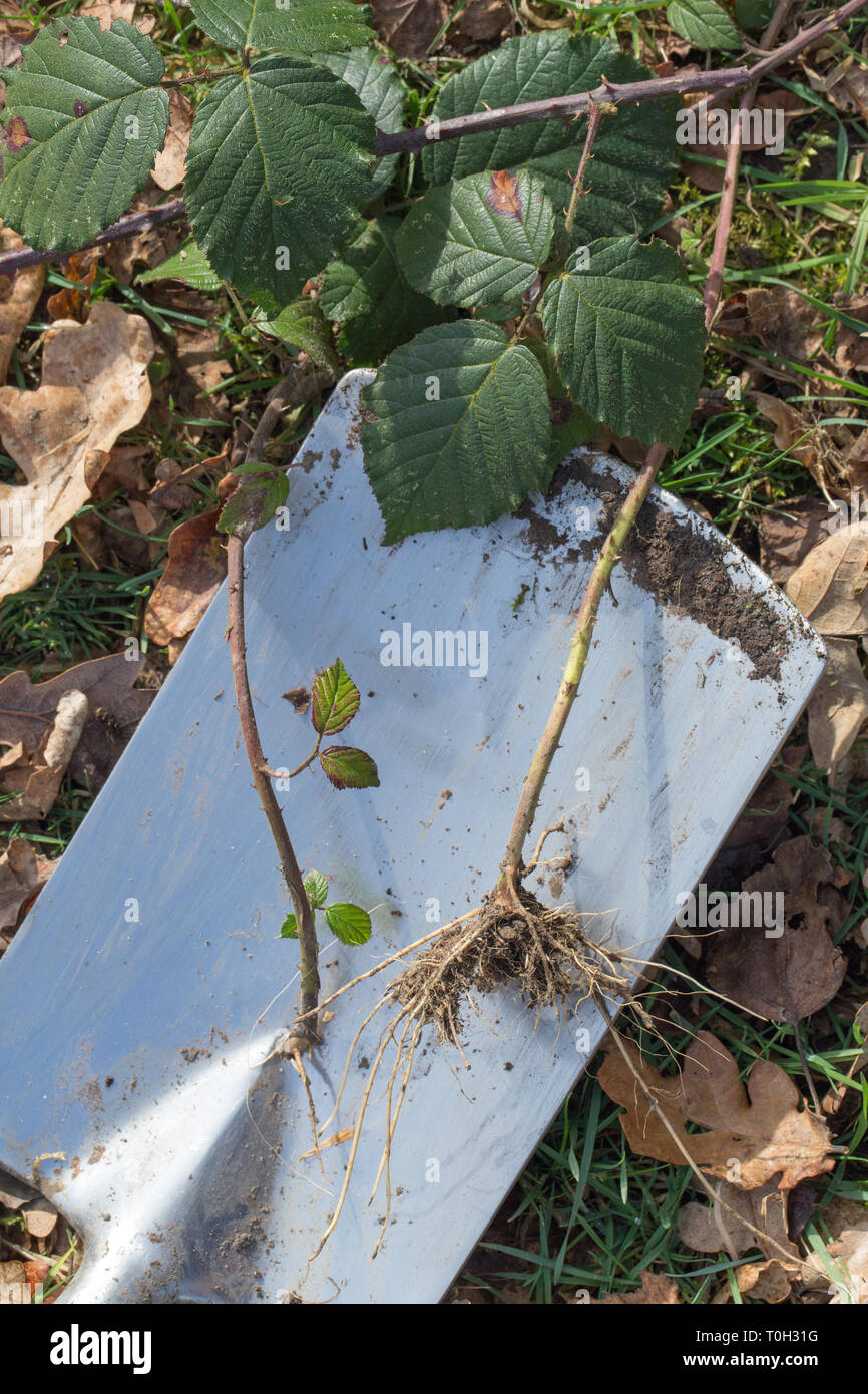 Bramble or Blackberry (Rubus fruticosus). Leaves and section of sprawling, clambering, climbing stem - as long as 5m. rooting where it touches the ground. Here an uprooted terminal tip resting on a spade blade.  Stock Photo