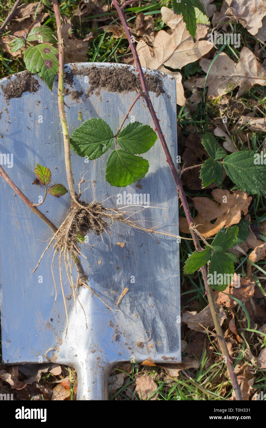 Bramble or Blackberry (Rubus fruticosus). Leaves and section of sprawling, clambering stem - as long as 5m. rooting where it touches the ground. Here resting on a spade blade. Stock Photo