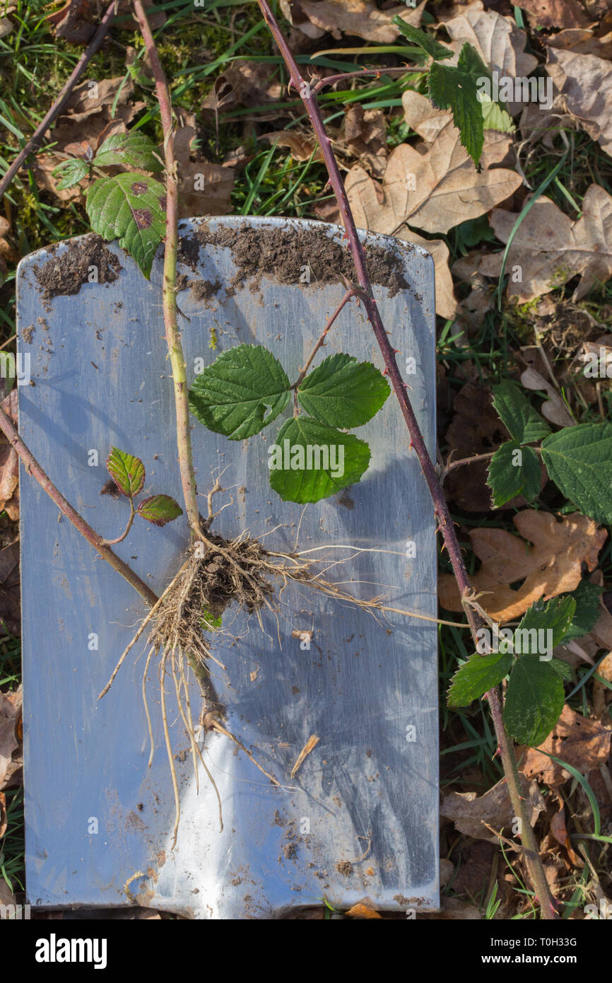 Bramble or Blackberry (Rubus fruticosus). Leaves and section of sprawling, clambering, climbing stem - as long as 5m. rooting where it touches the ground. Here an uprooted terminal tip resting on a spade blade.  Stock Photo