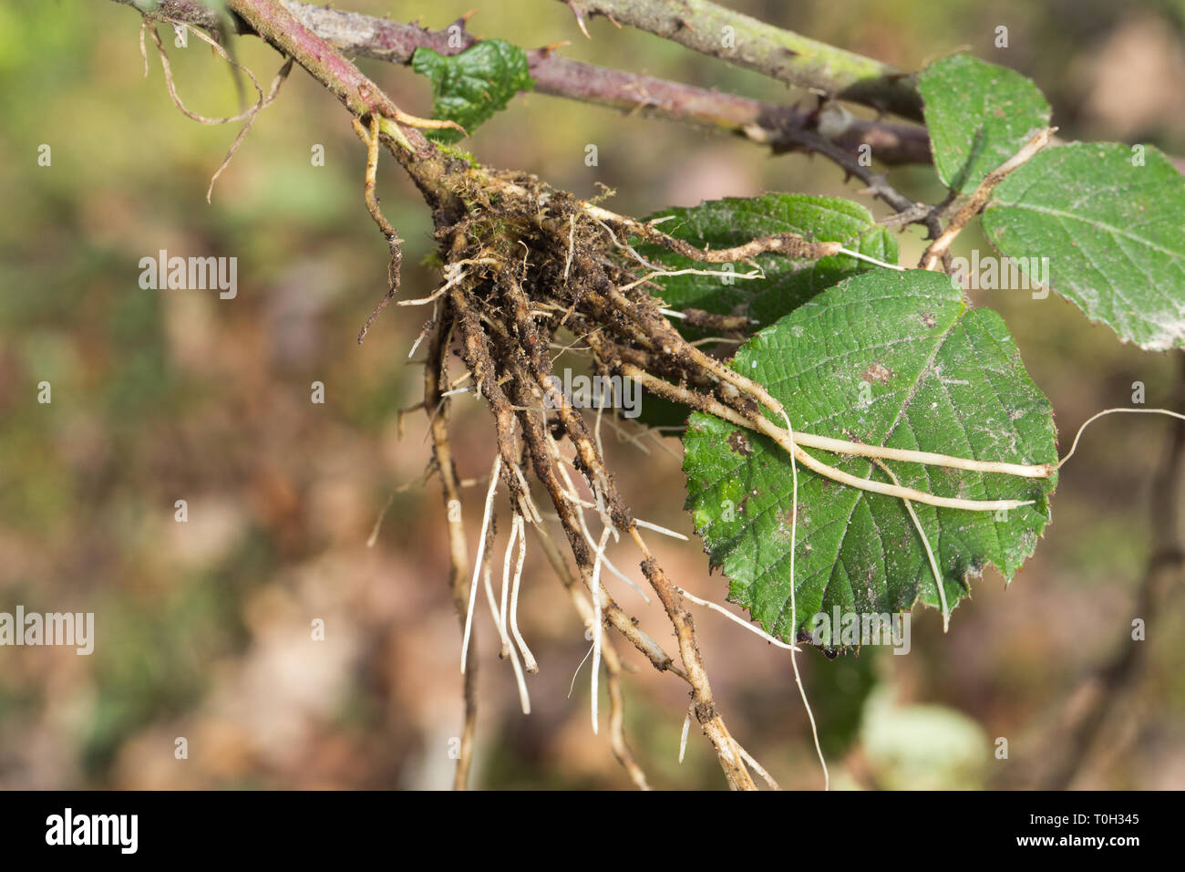 Bramble or Blackberry (Rubus fruticosus). Leaves and section of sprawling, clambering, climbing stem - as long as 5m. rooting where it touches the ground. Here an uprooted terminal tip. Stock Photo