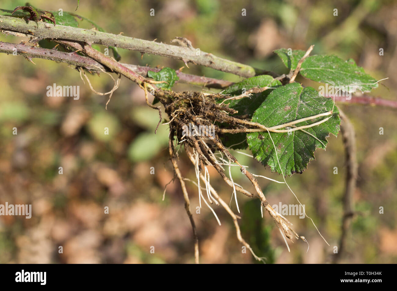 Bramble or Blackberry (Rubus fruticosus). Leaves and section of sprawling, clambering, climbing stem - as long as 5m. rooting where it touches the ground. Here an uprooted terminal tip. Stock Photo