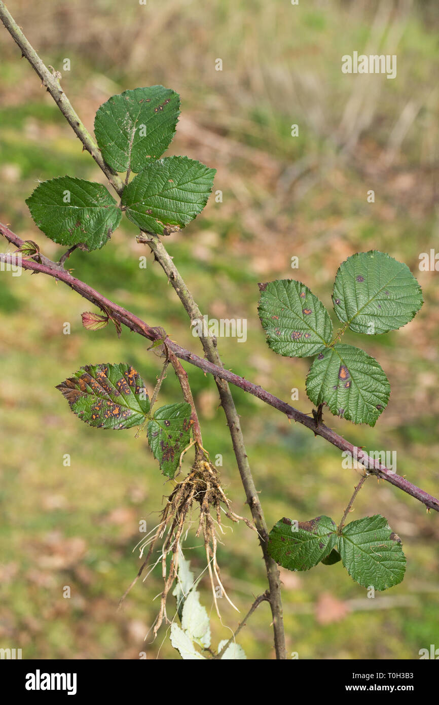 Bramble or Blackberry (Rubus fruticosus). Leaves and section of sprawling, clambering stem - as long as 5m. rooting where it touches the ground. Here an uprooted and terminal rooted tip resting on a mid-length section. Stock Photo