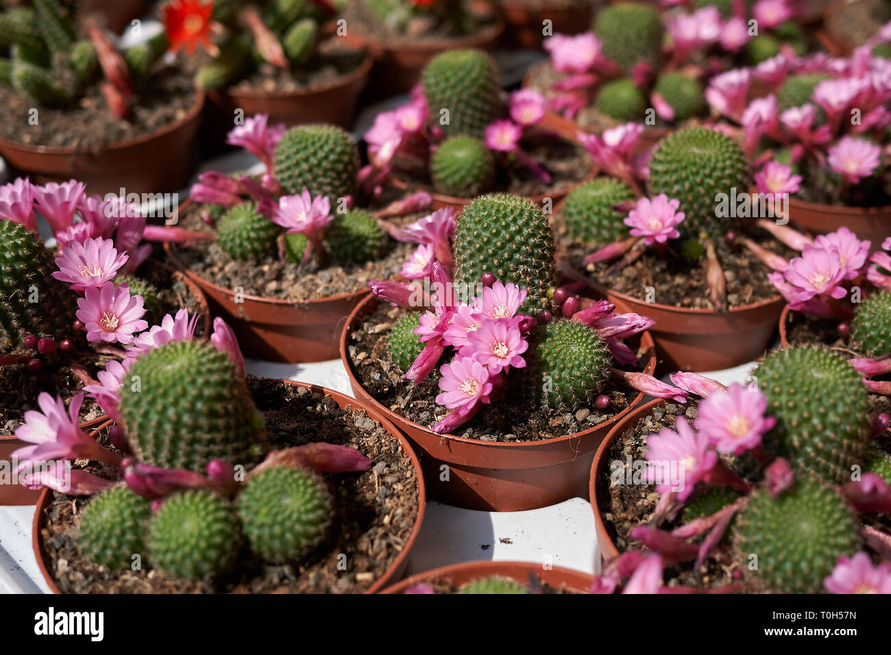 cactus in a flower market Stock Photo