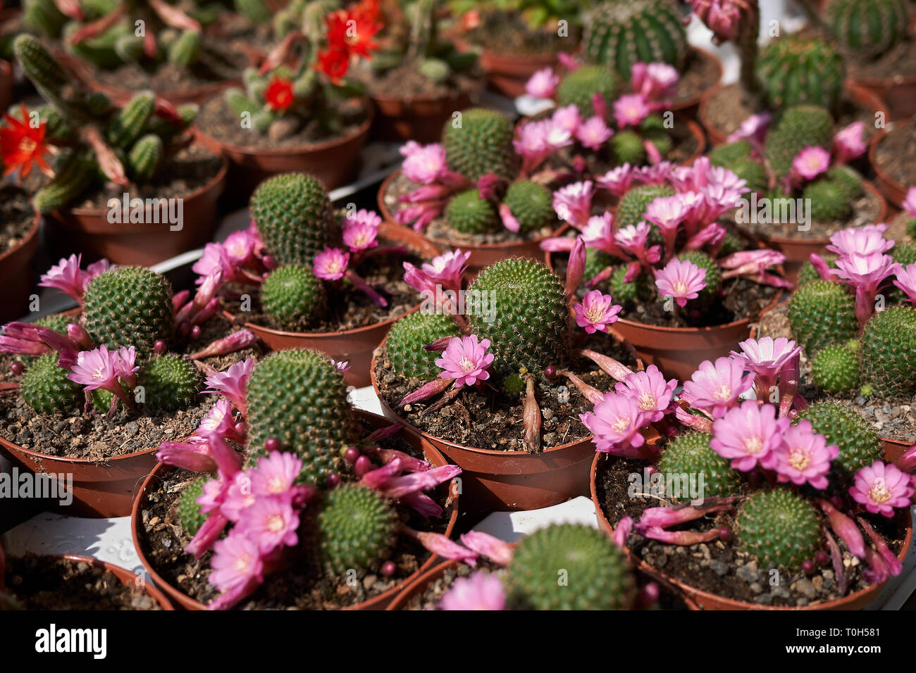 cactus in a flower market Stock Photo