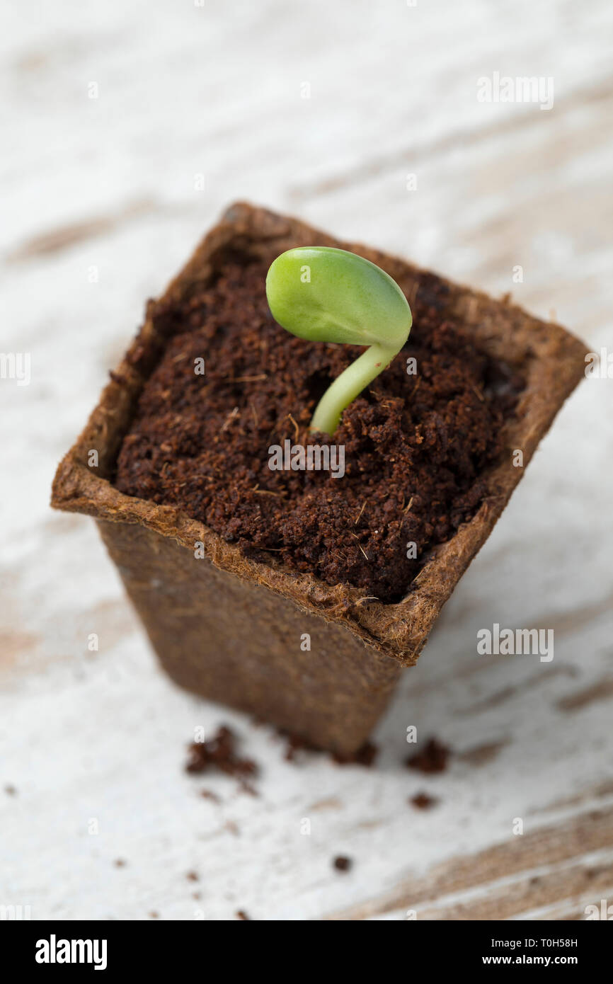 Sprouting white lupin plant in a special growing pot and soil Stock Photo