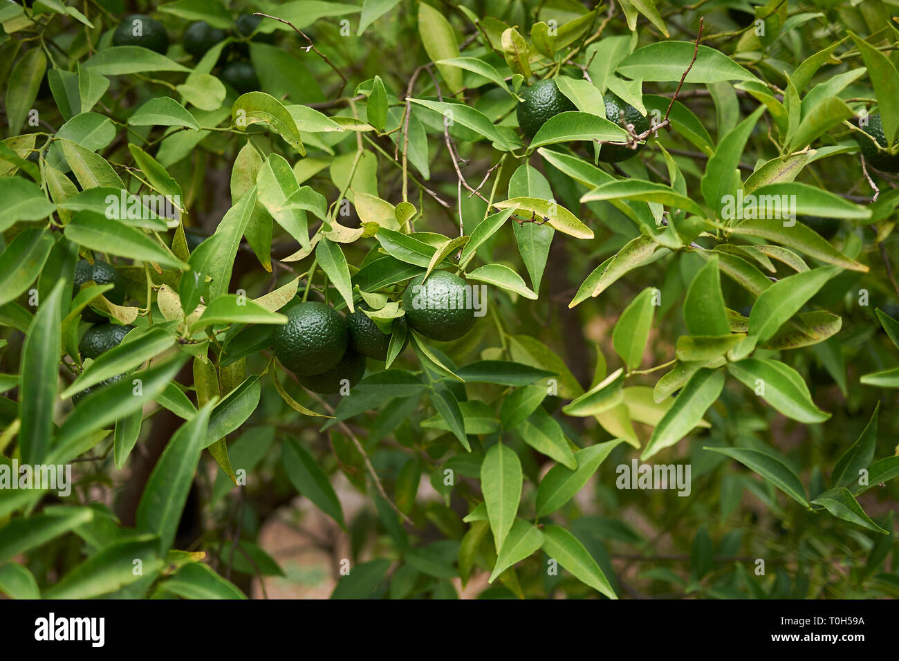 unripe fruit of Citrus reticulata tree Stock Photo