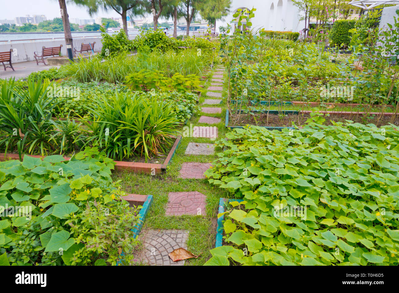 Dome organic garden, by the river, Tha Phra Chan, Bangkok, Thailand Stock Photo