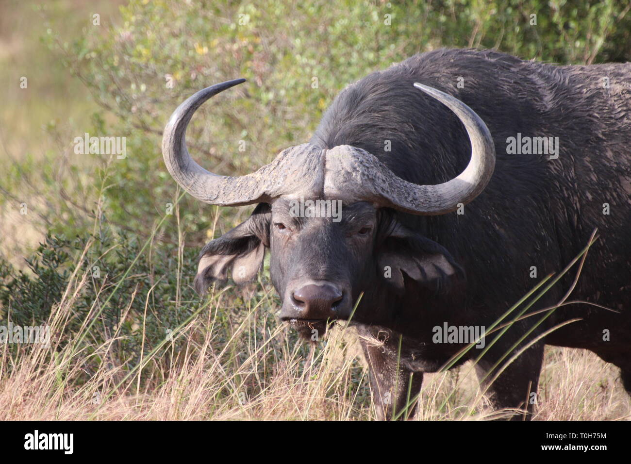 Giant buffalo at addo elephant park Stock Photo - Alamy