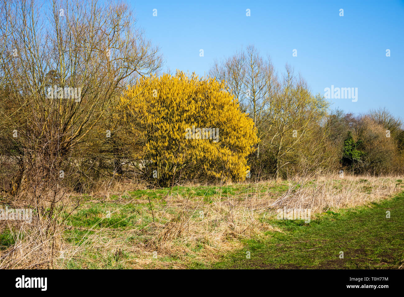 A thicket in early spring, with most trees still bare and a mature