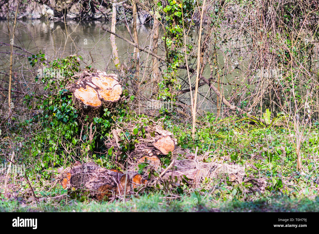 Stump of a recently felled tree with 2 trunk cross sections and many ivy stalk cross sections. The trunk lies in sections with more ivy (Hedera helix) Stock Photo