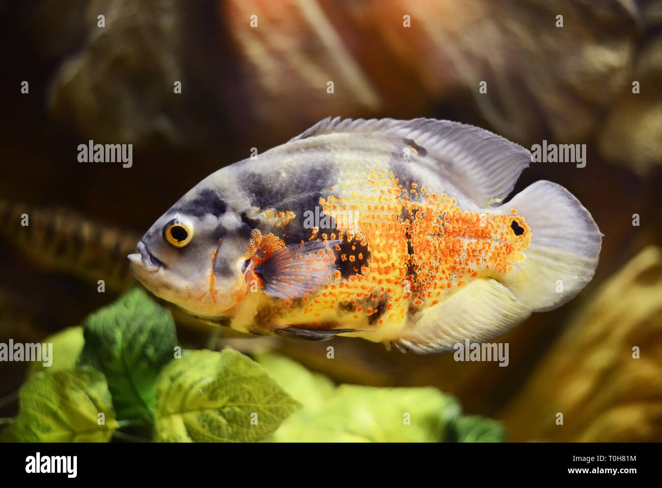 Oscar fish, Astronotus ocellatus, Marble fish in aquarium Stock Photo