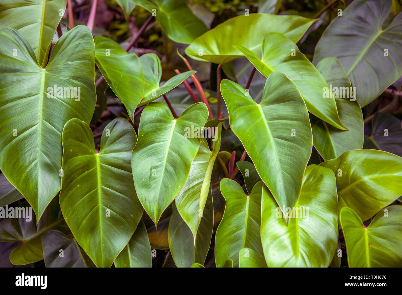 Philodendron, Philodendron erubescens, Red Emerald. Stock Photo