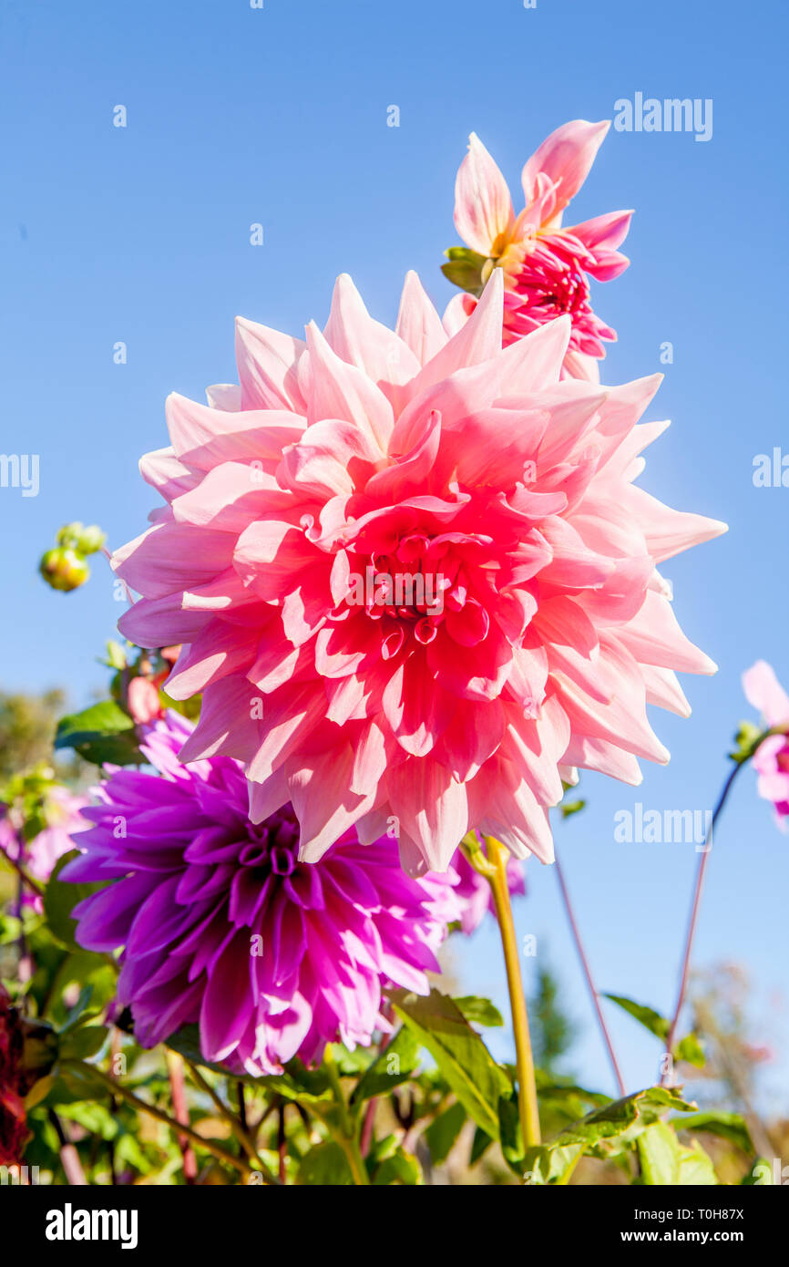 Pink and Purple Dahlia, Chrysanthemum, Asteraceae, blossoms against blue sky. Stock Photo