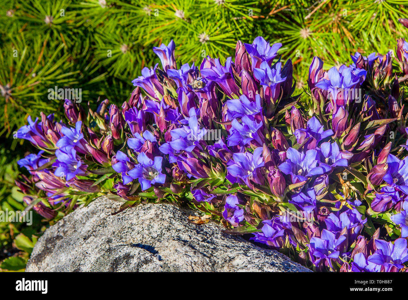 Open blooms of the Blue Gentian flowers garden ground cover - Gentiana scabra var. Blue Power. Stock Photo