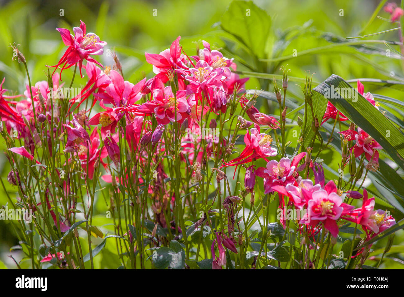 Columbine flower blossoms - Aquilegia caerulea 'Crimson Star' Stock Photo