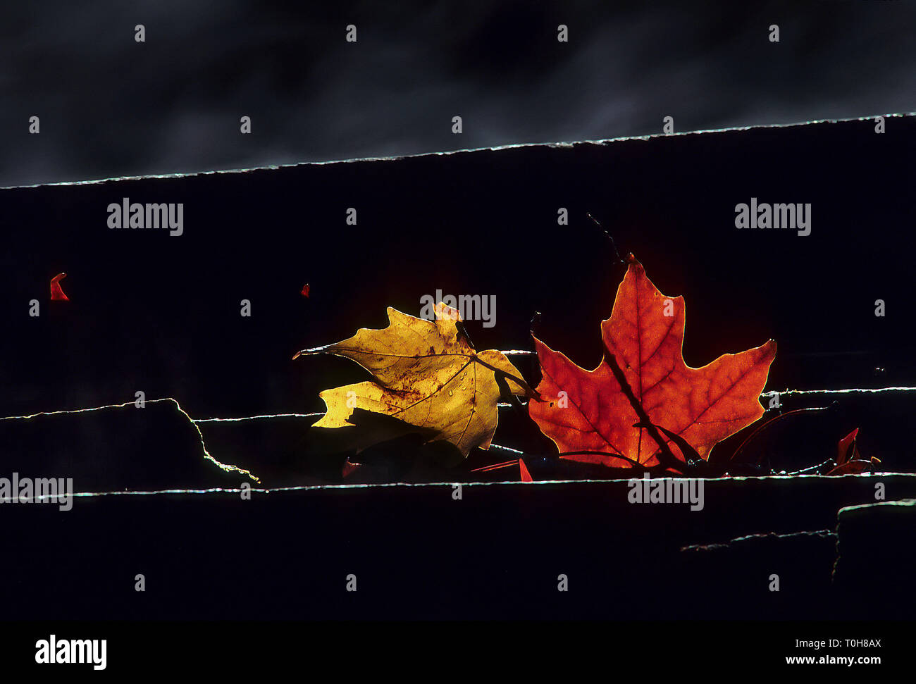 Fallen red and yellow Maple tree leaves on the ground Stock Photo - Alamy