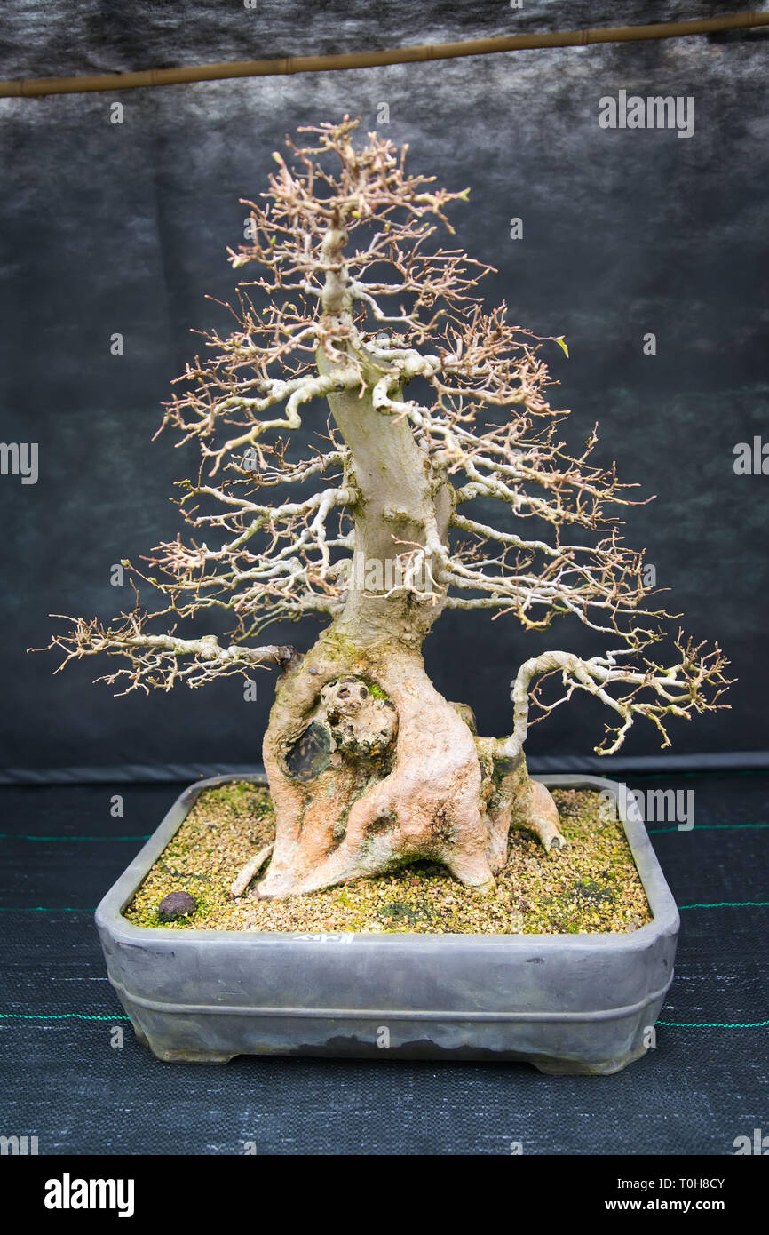 An old bonsai tree in botanical garden Stock Photo Alamy