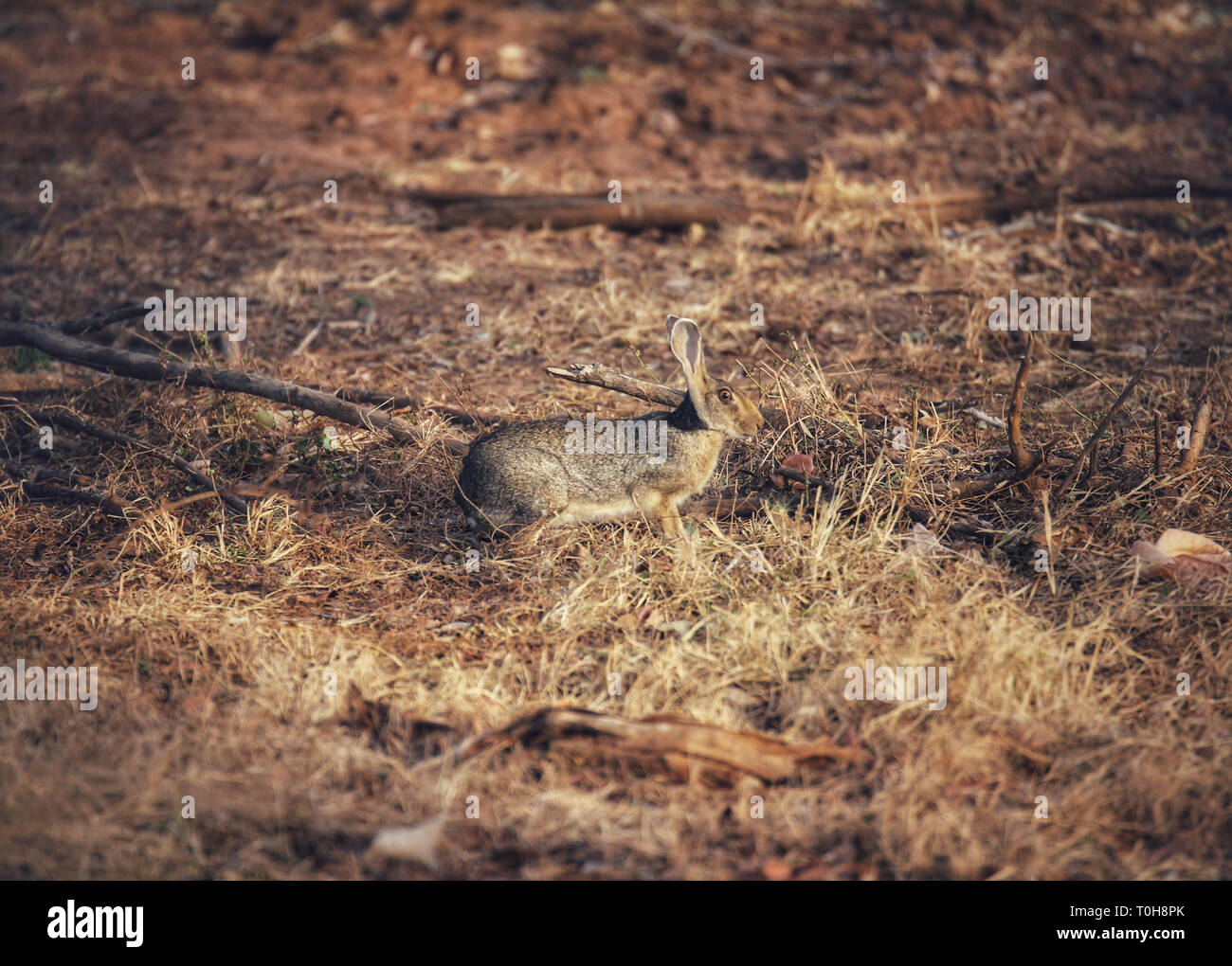 wild rabbit in the forest Stock Photo
