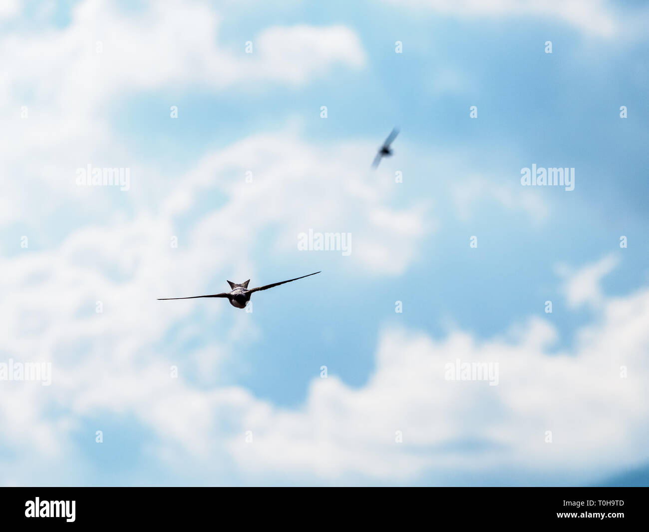 The swift flight of swallows in the blue cloudy sky. Fast birds in the summer sky. Stock Photo