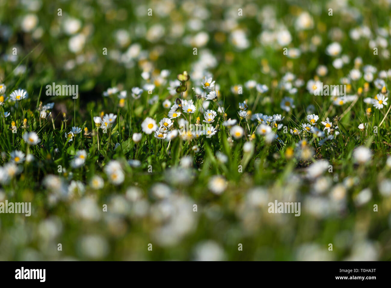 natural small Daisy blooms on grass field with lens blur effect. suitable for nature, outdoor and flower themes. Stock Photo