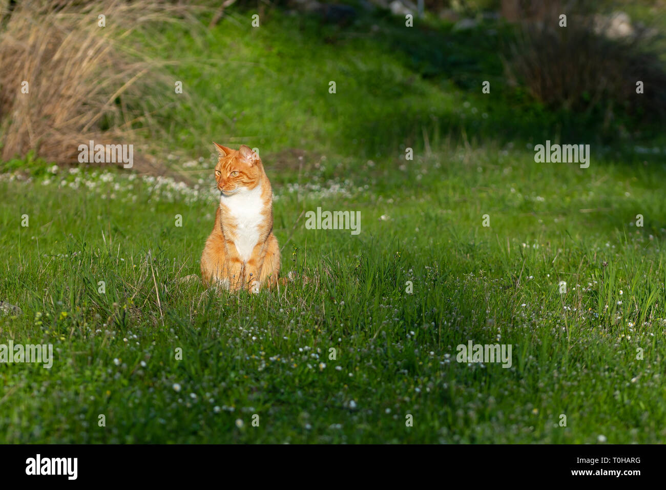 adult domestic cat sitting in grass. suitable for animal, pet and wildlife themes Stock Photo
