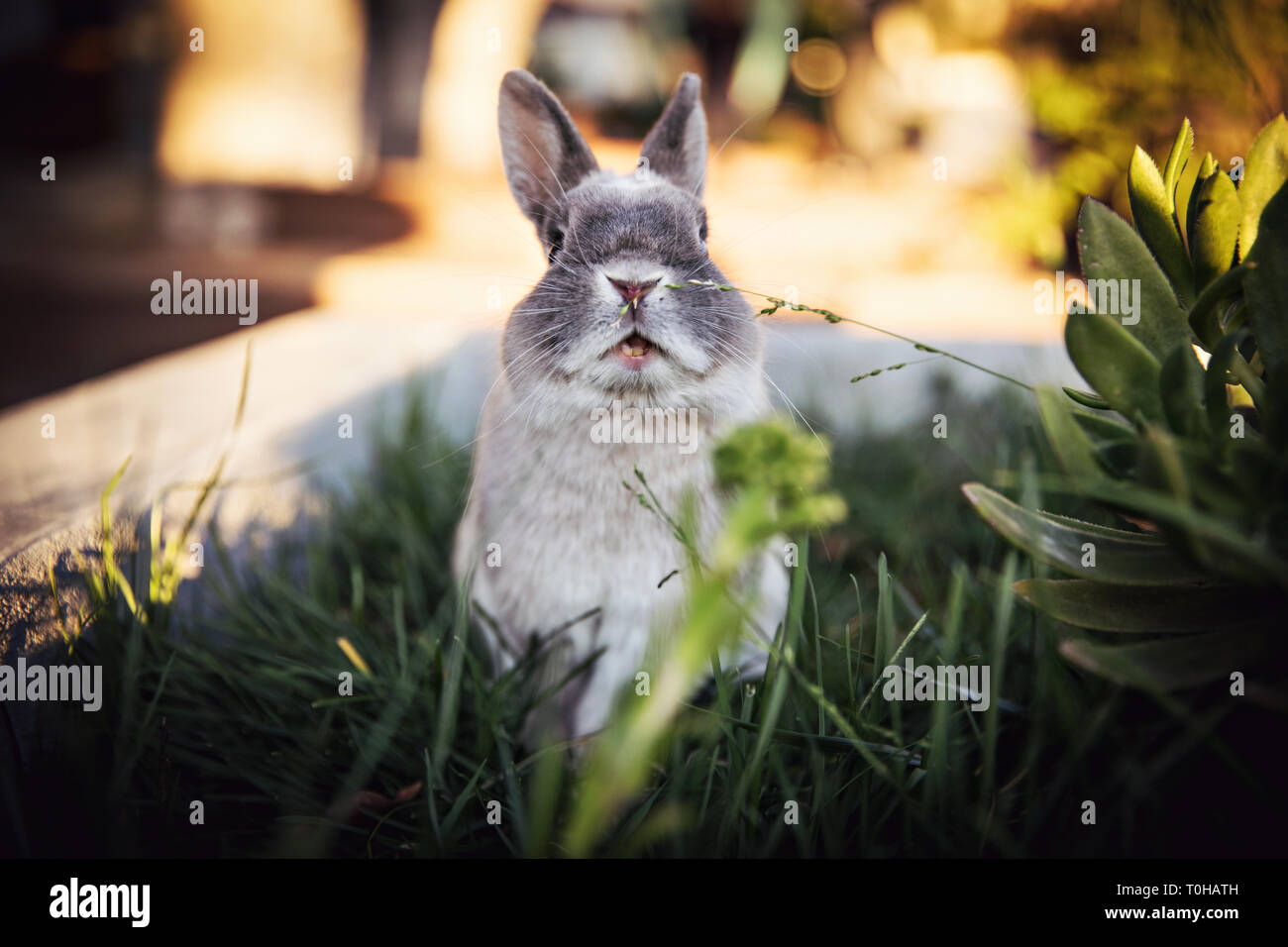 An expressive  portrait of a dwarf bunny with his mouth agape in a grassy outdoor area. Stock Photo