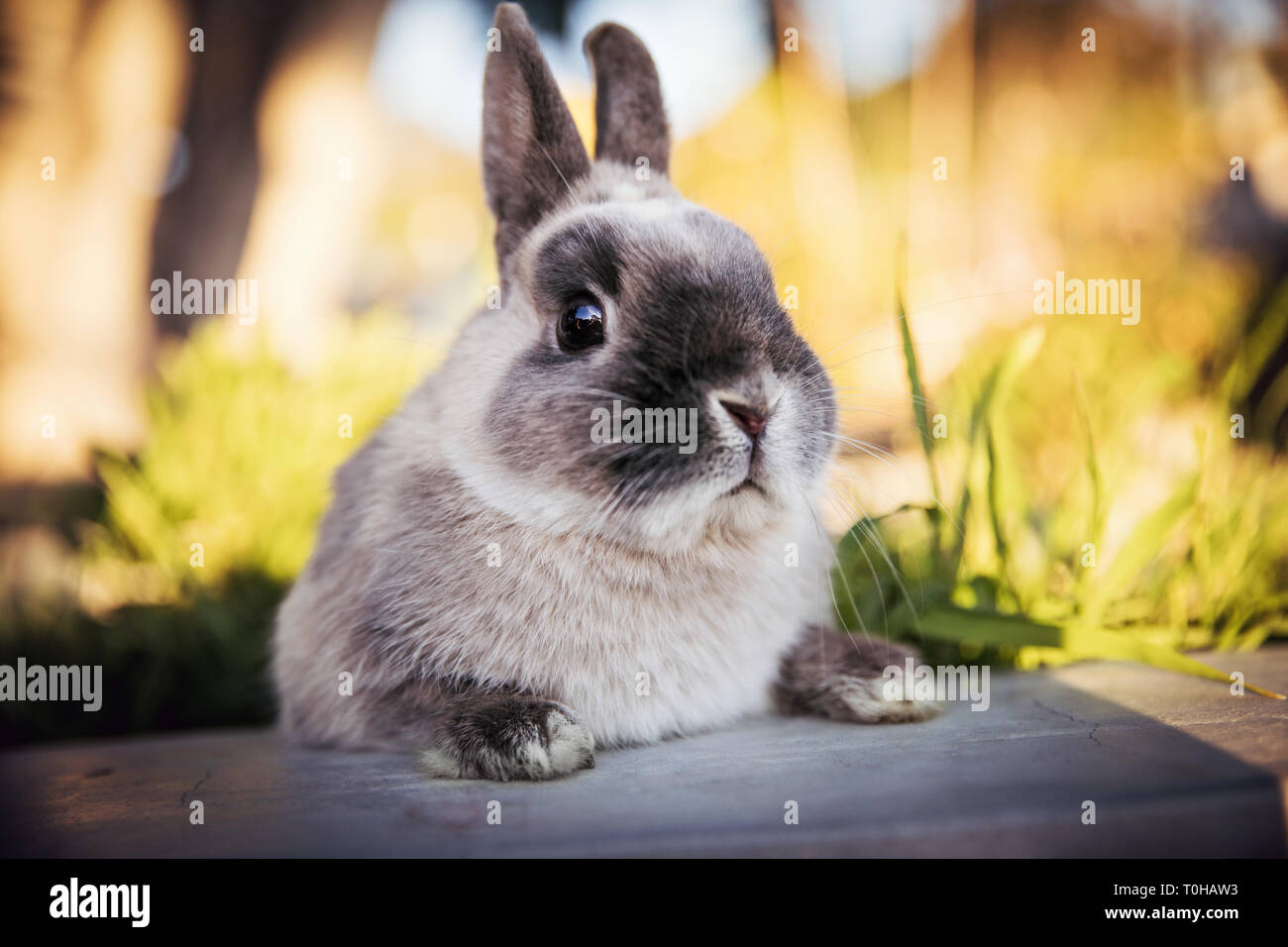 A close-up portrait of a dwarf bunny resting his paws on a wall and looking toward camera. Stock Photo