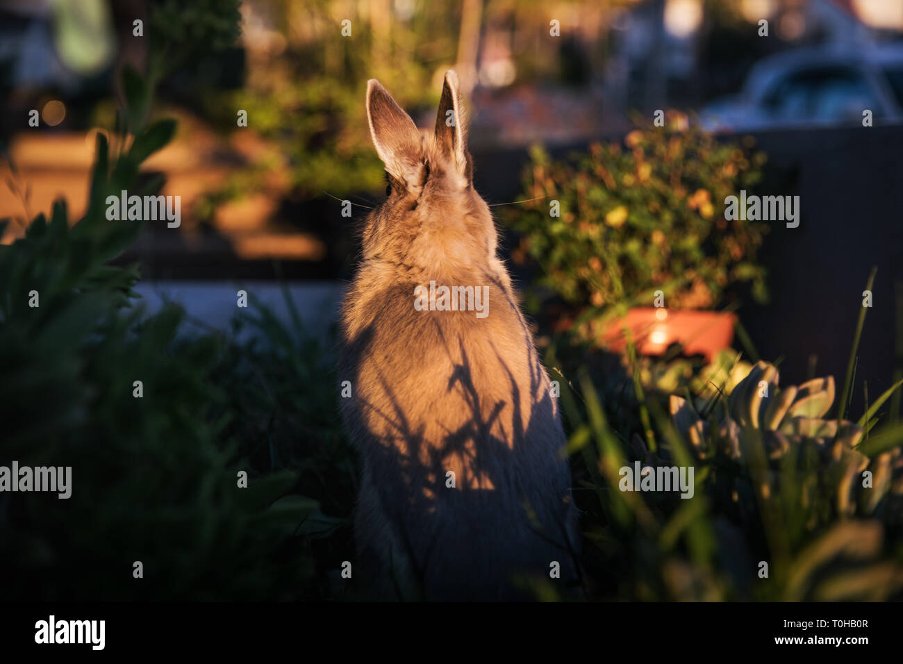 A dwarf bunny standing with its back to camera in a garden with ears upward. Stock Photo
