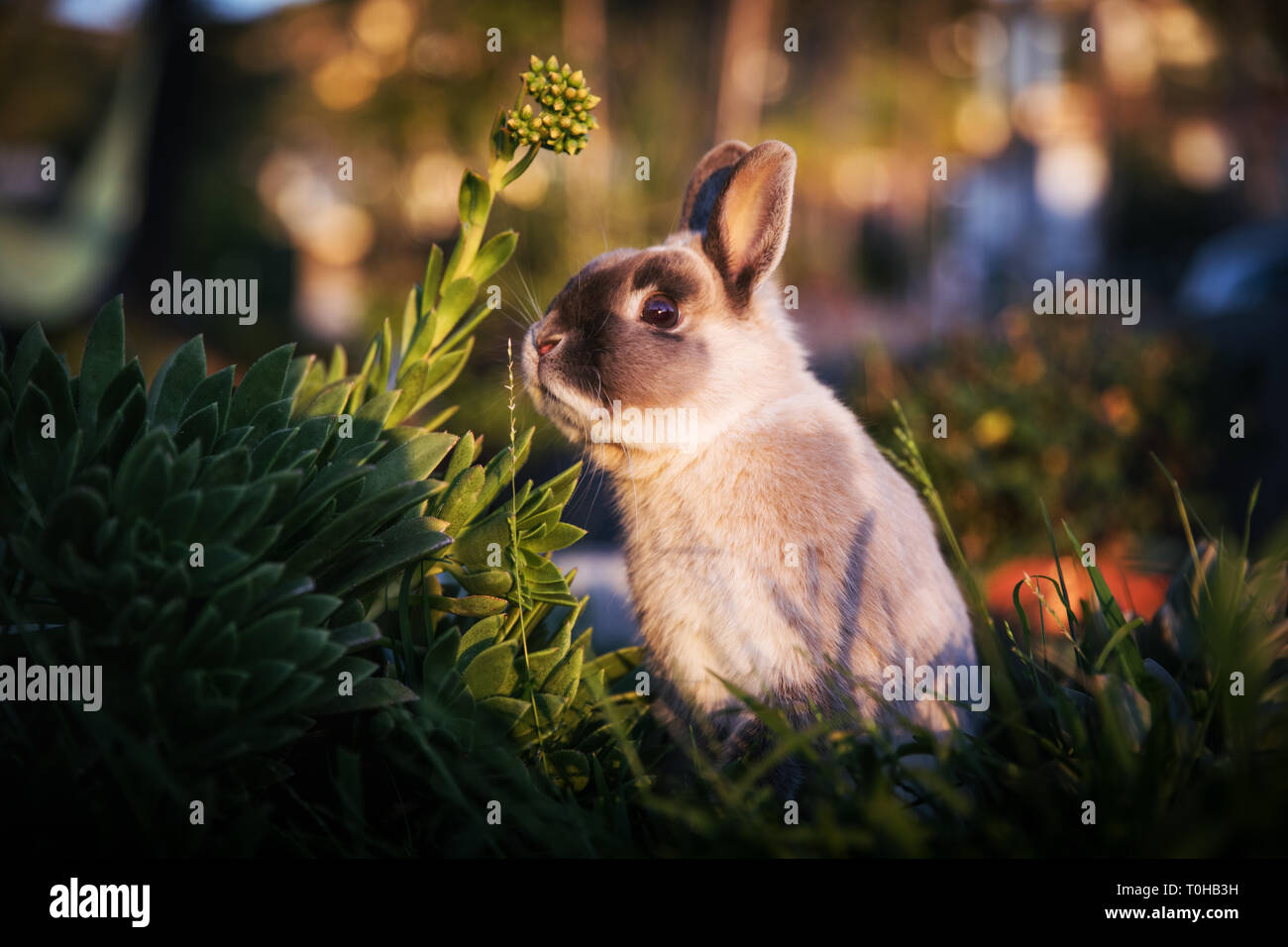 A dwarf bunny in a grassy garden reaching up to a succulent flower and staring at camera. Stock Photo