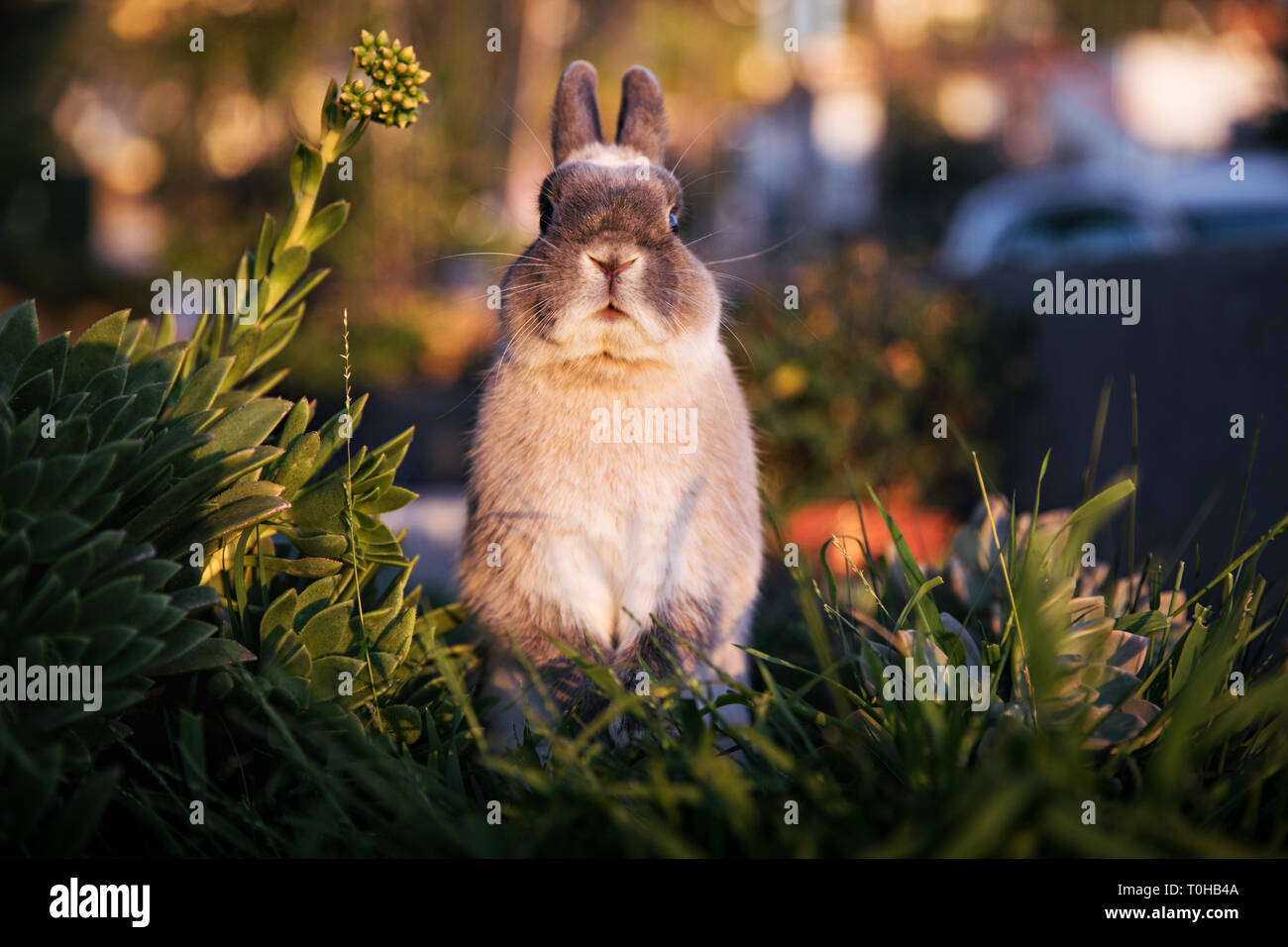 A dwarf bunny standing on his hind legs in a grassy garden and looking direction at camera with an animated expression. Stock Photo