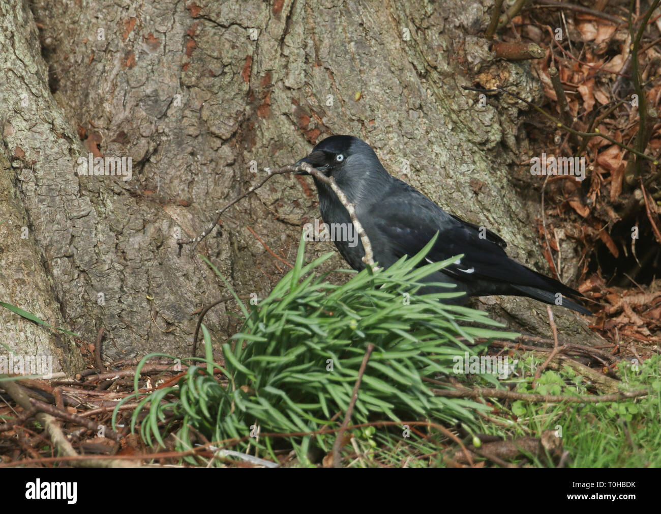 A pretty Jackdaw, Corvus monedula, collecting nesting material at the base of a tree. Stock Photo