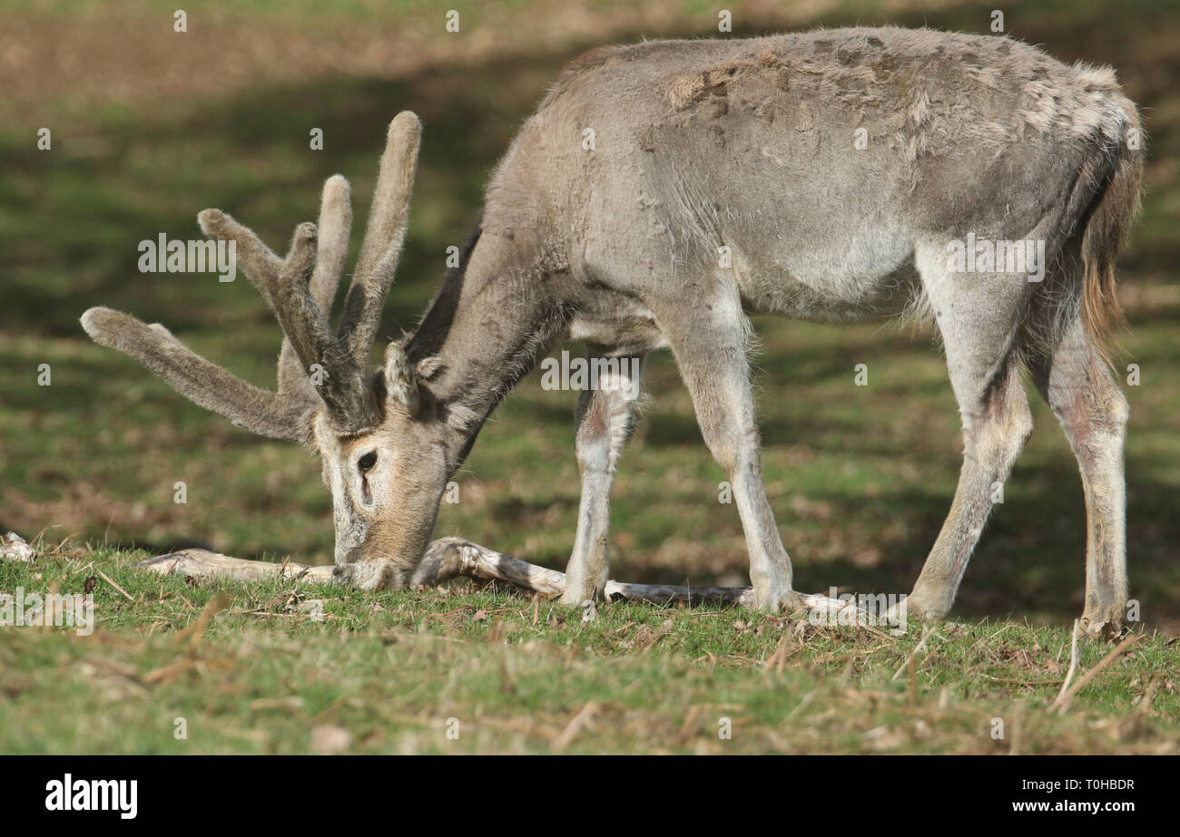 A magnificent stag Milu Deer, also known as Pére David's (Elaphurus davidianus) feeding in a meadow. Stock Photo