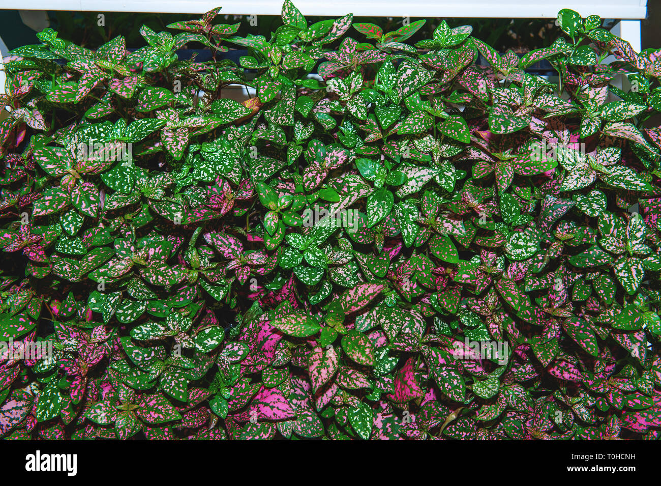 Decorative leaf plant called Pea HYPOESTES PHYLLOSTACHYA mix. Motley multicolored floral background. Stock Photo