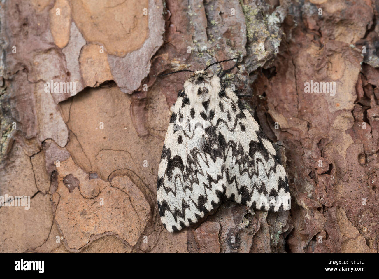 Nun moth lymantria monacha female hi-res stock photography and images ...