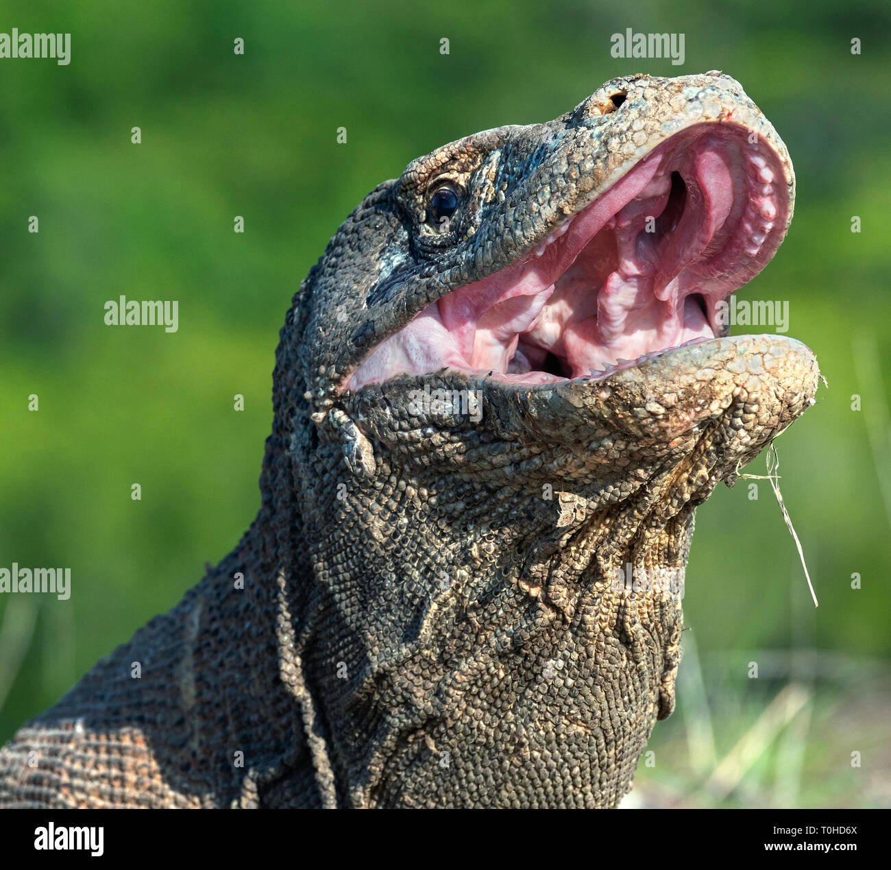 The open mouth of the Komodo dragon. Close up portrait, front view. Komodo dragon.  Scientific name: Varanus Komodoensis. Natural habitat. Indonesia.  Stock Photo