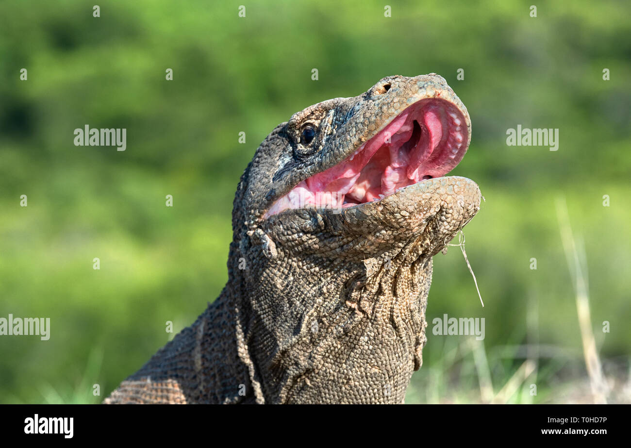 The open mouth of the Komodo dragon. Close up portrait, front view. Komodo dragon.  Scientific name: Varanus Komodoensis. Natural habitat. Indonesia.  Stock Photo