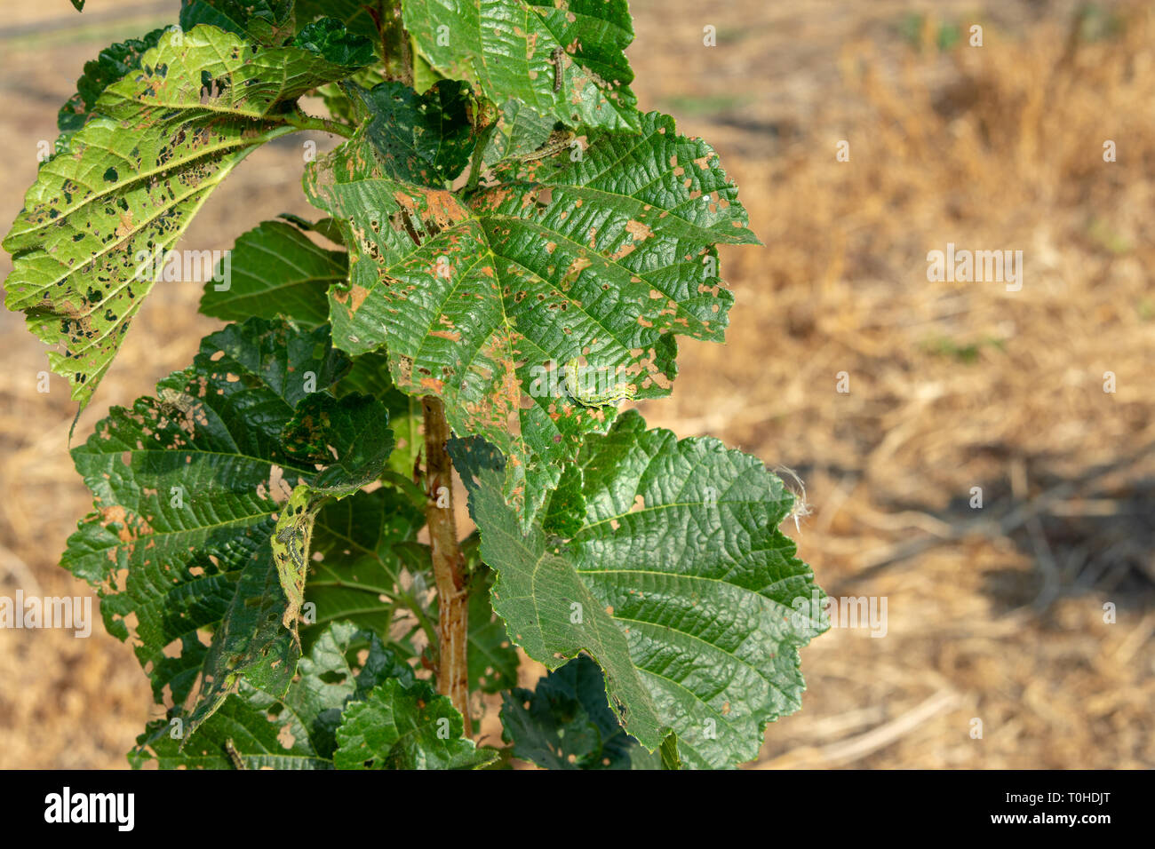 Diseases and pests of nuts and leaves of hazelnut bushes closeup