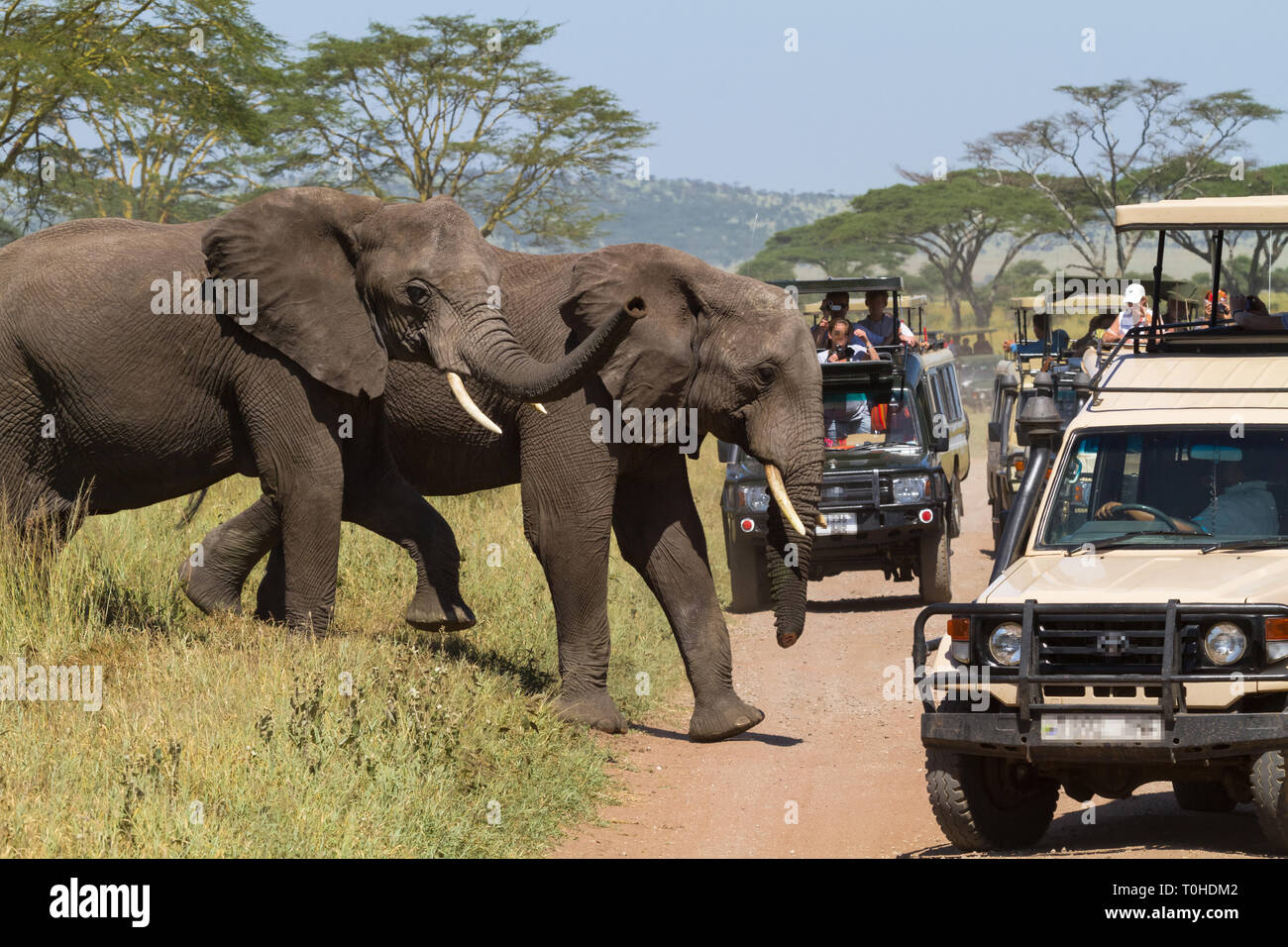 Ecotourism in Eastest Africa. Serengeti, Tanzania Stock Photo