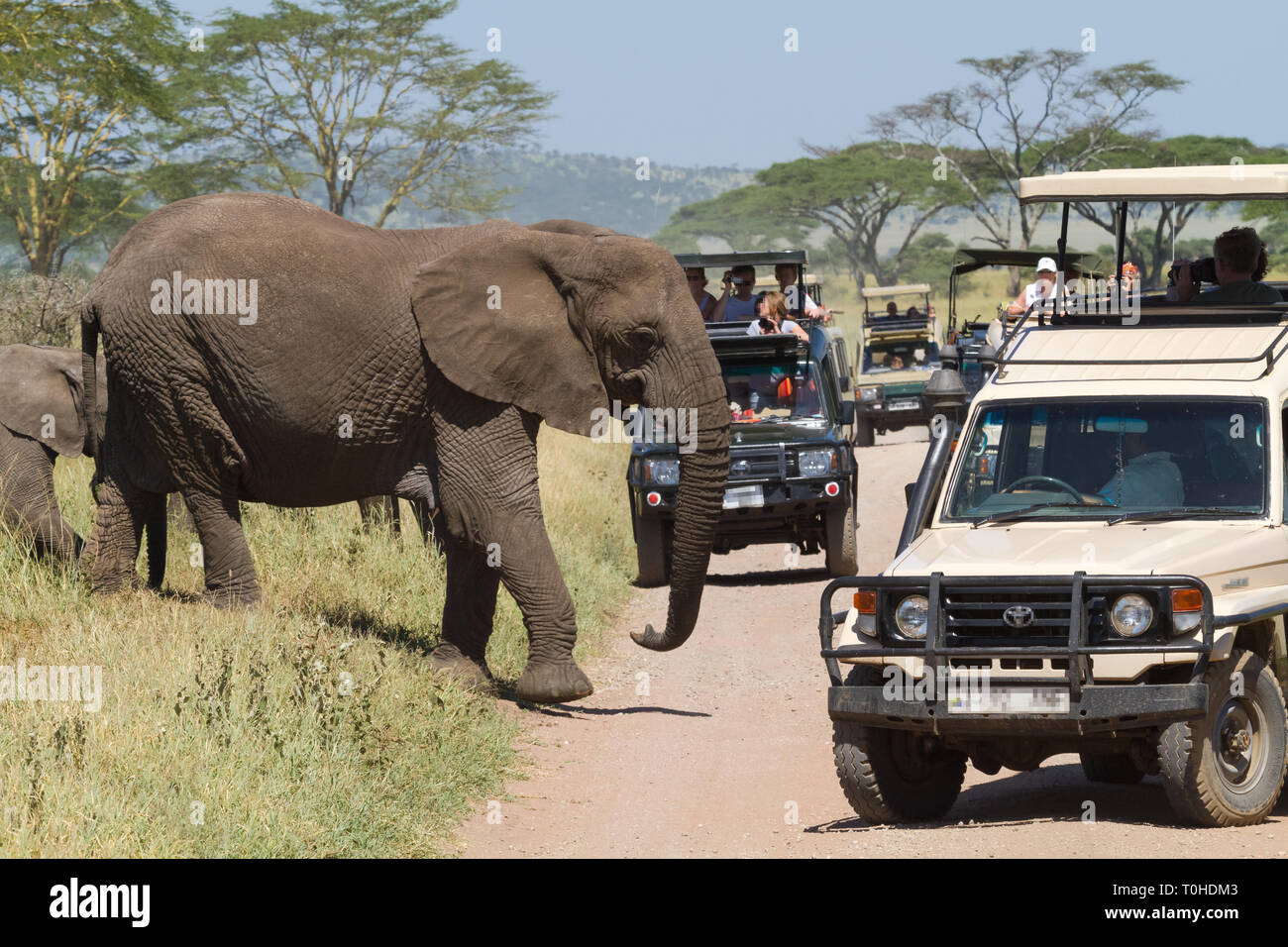 Peoples and Elephants. Ecotourism in Eastest Africa. Serengeti, Tanzania (Rev.2) Stock Photo