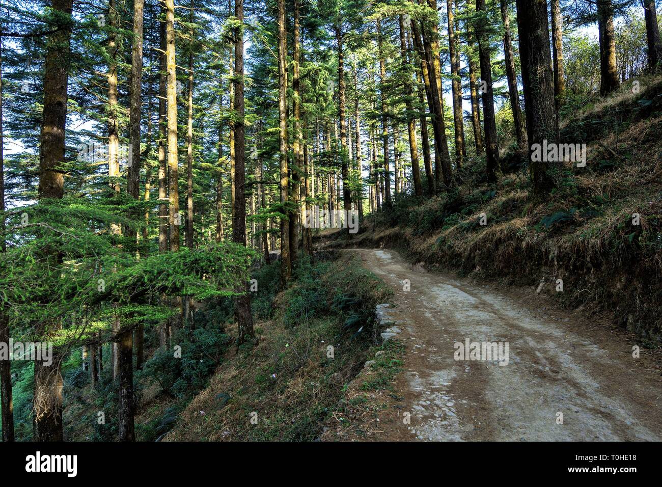 Pines and Deodars in Nature Park of Kanatal, Uttarakhand, India, Asia Stock Photo