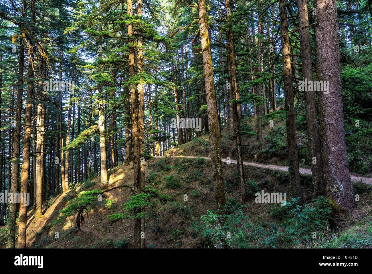 Pines and Deodars in Nature Park of Kanatal, Uttarakhand, India, Asia Stock Photo