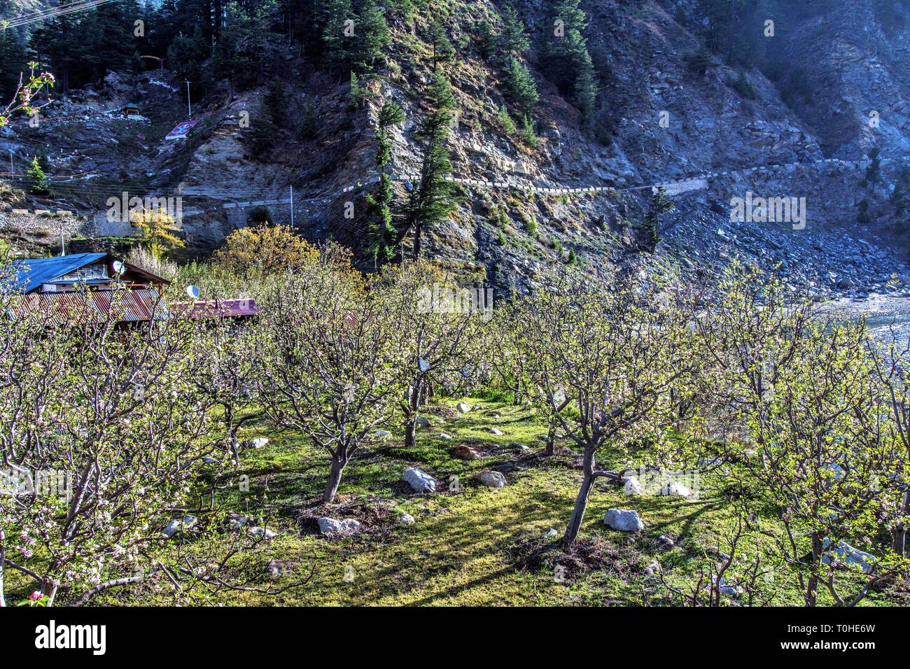Apple fruit trees, Harsil, Uttarakhand, India, Asia Stock Photo Alamy